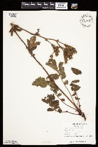 Drymocallis arguta image