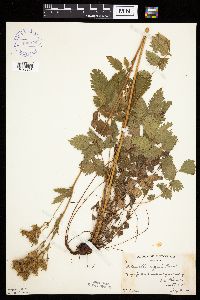 Image Associated With the Occurrence