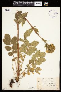 Drymocallis arguta image