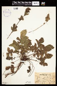 Image Associated With the Occurrence