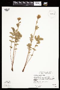 Drymocallis arguta image