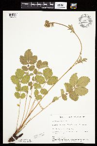 Drymocallis arguta image