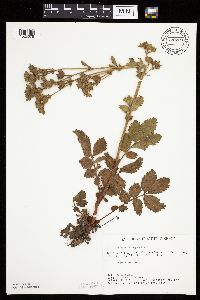 Drymocallis arguta image