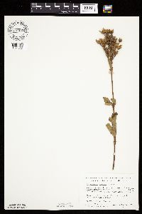 Drymocallis arguta image