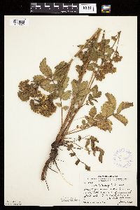 Drymocallis arguta image