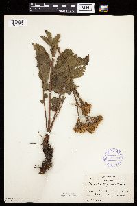 Image Associated With the Occurrence