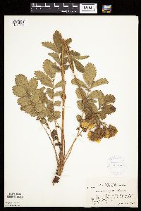 Drymocallis arguta image