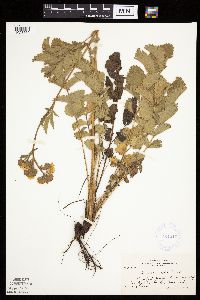 Image Associated With the Occurrence