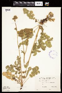 Drymocallis arguta image