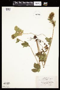 Image Associated With the Occurrence