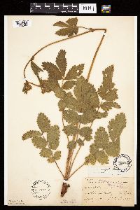 Image Associated With the Occurrence