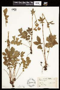 Drymocallis arguta image