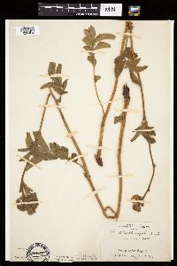 Image Associated With the Occurrence