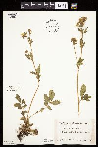 Drymocallis arguta image