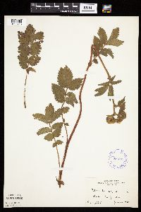 Image Associated With the Occurrence