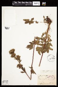 Image Associated With the Occurrence