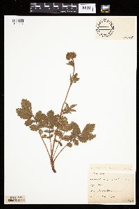 Drymocallis arguta image