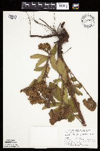 Drymocallis arguta image