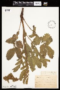 Drymocallis arguta image