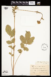 Drymocallis arguta image