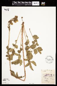 Image Associated With the Occurrence