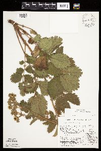 Drymocallis arguta image