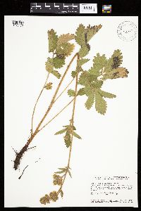 Image Associated With the Occurrence