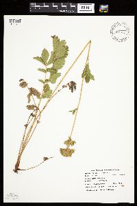 Drymocallis arguta image