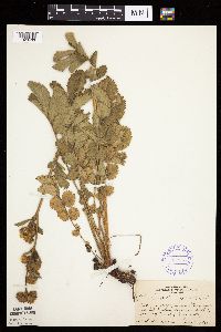 Image Associated With the Occurrence