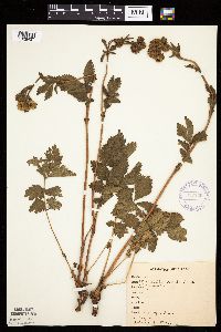 Image Associated With the Occurrence