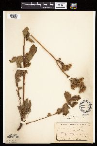 Image Associated With the Occurrence