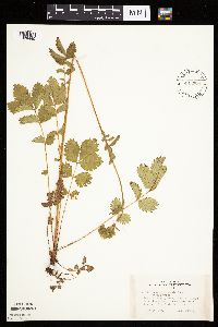 Image Associated With the Occurrence