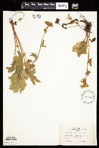 Image Associated With the Occurrence