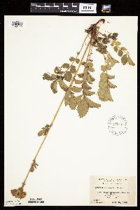 Image Associated With the Occurrence