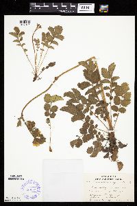 Image Associated With the Occurrence