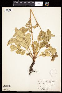 Image Associated With the Occurrence