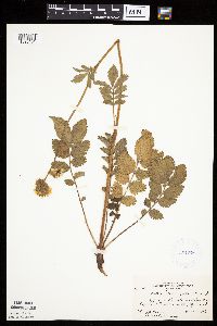 Image Associated With the Occurrence