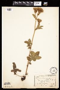 Drymocallis arguta image