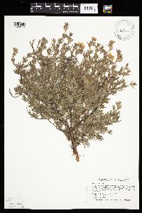 Dasiphora fruticosa image