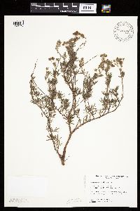 Dasiphora fruticosa image