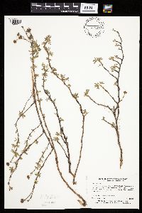 Dasiphora fruticosa image