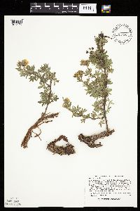 Dasiphora fruticosa image