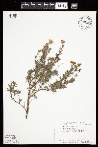 Dasiphora fruticosa image