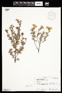 Dasiphora fruticosa image