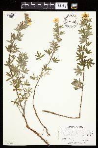 Dasiphora fruticosa image