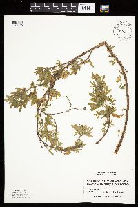 Dasiphora fruticosa image