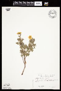 Dasiphora fruticosa image