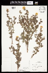 Dasiphora fruticosa image