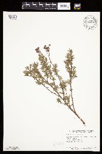 Dasiphora fruticosa image