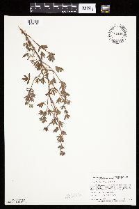 Dasiphora fruticosa image